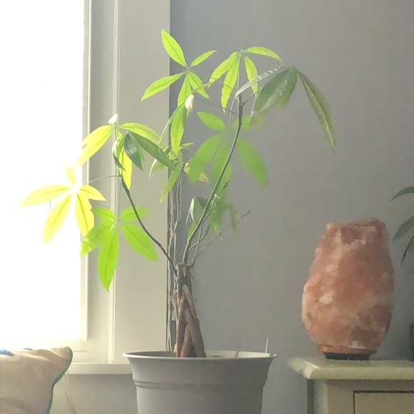 Meet your Posher, Nicole - Picture 1 of 1